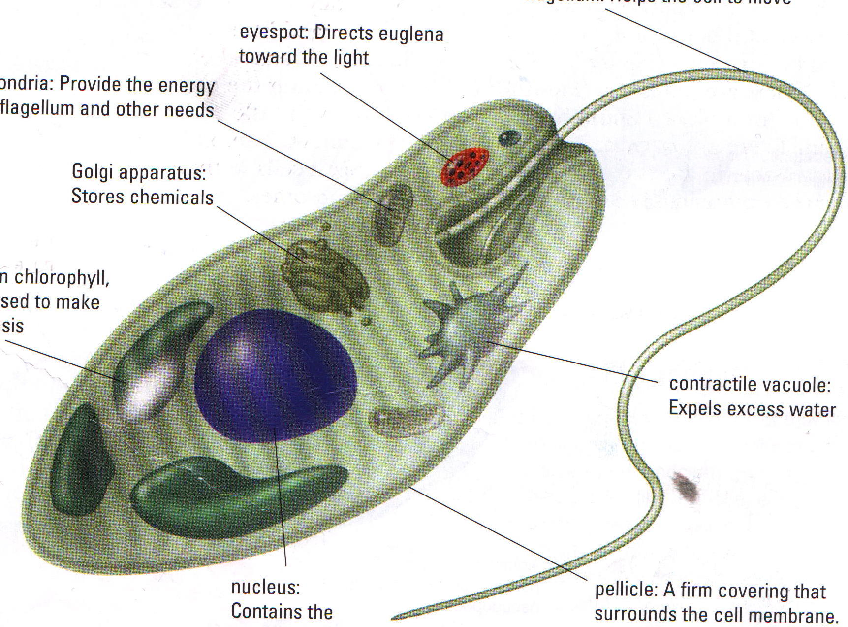 Unicellular Organisms